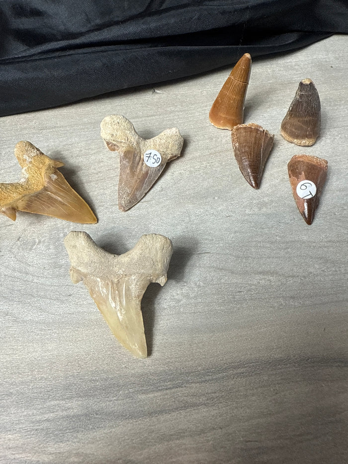 Fossil Tooth